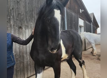 Shire Horse, Gelding, 2 years, 17,2 hh, Black