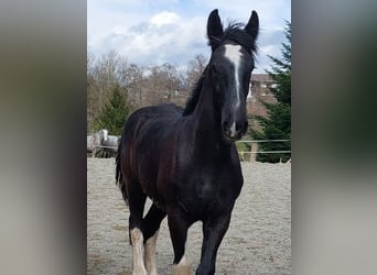 Shire Horse, Gelding, 2 years, 17,2 hh, Black