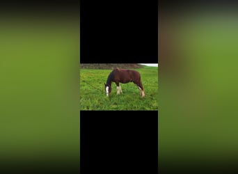 Shire Horse, Gelding, 2 years, 17,2 hh, Brown