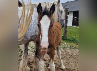 Shire Horse, Gelding, 2 years, 17,2 hh, Brown