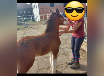 Shire Horse, Gelding, 2 years, 17,2 hh, Brown