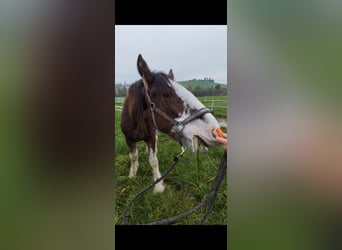 Shire Horse, Gelding, 2 years, 17,2 hh, Brown