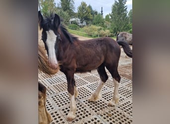 Shire Horse, Gelding, 2 years, 17 hh, Black