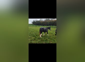 Shire Horse, Gelding, 2 years, 17 hh, Black