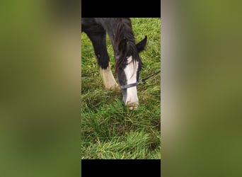 Shire Horse, Gelding, 2 years, 17 hh, Black