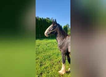 Shire Horse, Gelding, 2 years, 17 hh, Black