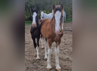 Shire Horse, Gelding, 2 years, 17 hh, Black