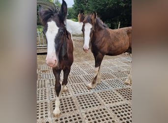 Shire Horse, Gelding, 2 years, 17 hh, Black