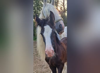 Shire Horse, Gelding, 2 years, 17 hh, Black