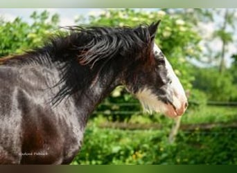 Shire Horse, Gelding, 2 years, Smoky-Black