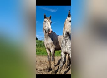 Shire Horse, Gelding, 3 years, 14,1 hh, Gray