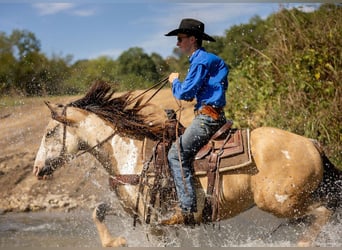 Shire Horse Mix, Wallach, 3 Jahre, 15,3 hh, Buckskin