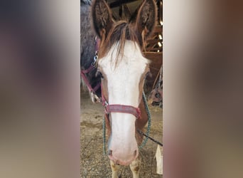 Shire Horse, Gelding, 3 years, 16.2 hh, Brown-Light