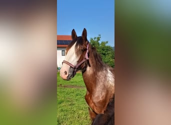 Shire Horse, Gelding, 3 years, 16.2 hh, Brown-Light