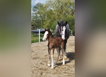 Shire Horse, Gelding, 3 years, 16.2 hh, Brown-Light