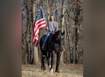 Shire Horse, Gelding, 3 years, 16 hh, Black