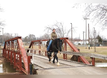 Shire Horse, Gelding, 3 years, 16 hh, Black