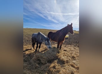 Shire Horse, Gelding, 3 years, 17,3 hh, Brown