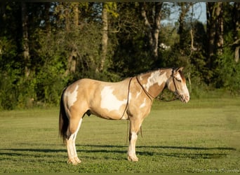 Shire Horse Mix, Gelding, 4 years, 15,3 hh, Buckskin