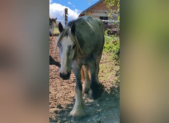 Shire Horse, Gelding, 4 years, 16 hh, Can be white