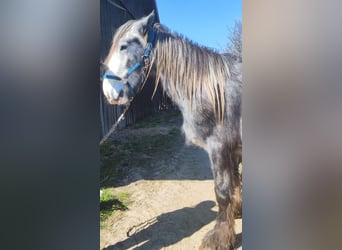 Shire Horse, Gelding, 4 years, 16,1 hh, Can be white