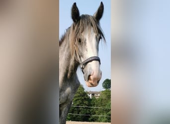 Shire Horse, Gelding, 4 years, 16,1 hh, Can be white