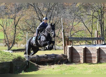 Shire Horse Mix, Gelding, 4 years, 16,2 hh, Black