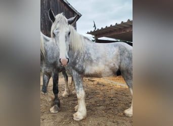 Shire Horse, Gelding, 4 years, 16,2 hh, Can be white