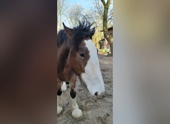 Shire Horse, Gelding, 4 years, 18 hh, Brown