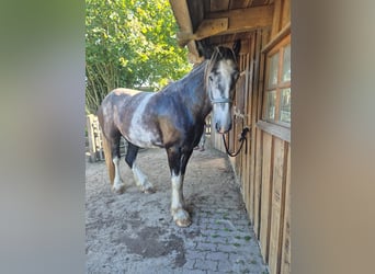 Shire Horse, Gelding, 4 years, 18 hh, Pinto