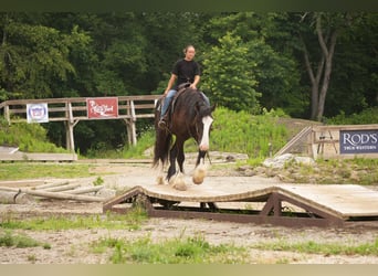 Shire Horse Mix, Gelding, 4 years, Black