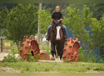 Shire Horse Mix, Gelding, 4 years, Black
