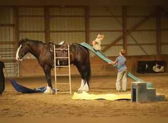 Shire Horse Mix, Gelding, 4 years, Black