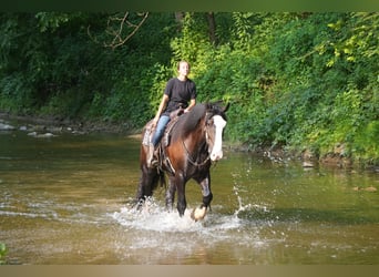 Shire Horse Mix, Gelding, 4 years, Black