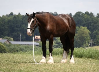 Shire Horse Mix, Gelding, 4 years, Black