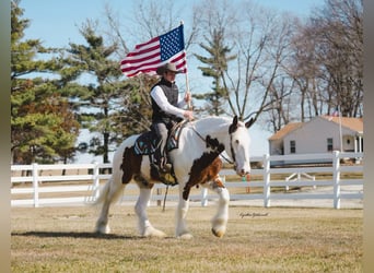 Shire Horse, Gelding, 5 years, 16.2 hh, Tobiano-all-colors