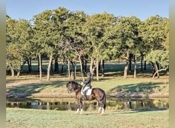 Shire Horse Mix, Gelding, 5 years, 16 hh, Black