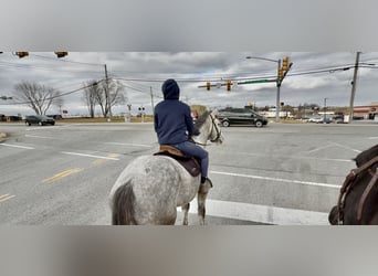 Shire Horse Mix, Gelding, 5 years, 16 hh, Grey