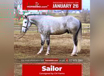 Shire Horse Mix, Gelding, 5 years, 16 hh, Grey