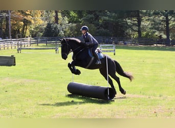 Shire Horse Mix, Gelding, 5 years, 16,2 hh, Black