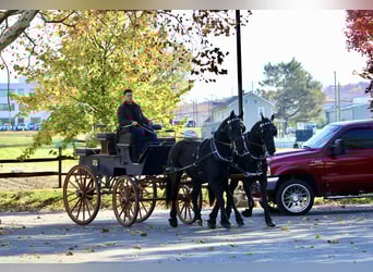 Shire Horse Mix, Gelding, 5 years, 16,2 hh, Black