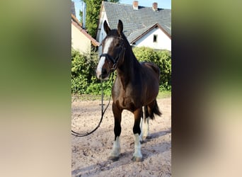 Shire Horse, Gelding, 5 years, 17,1 hh, Brown