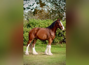 Shire Horse, Gelding, 5 years, 17 hh, Brown