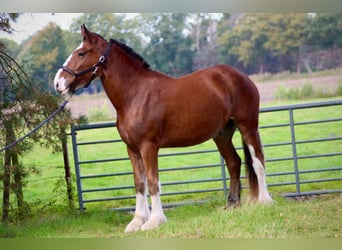 Shire Horse, Gelding, 5 years, 17 hh, Brown