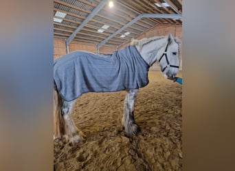 Shire Horse, Gelding, 5 years, 17 hh, Gray-Dapple
