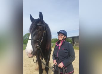 Shire Horse, Gelding, 5 years, 18 hh, Black
