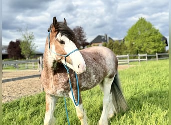 Shire Horse, Gelding, 5 years, 18 hh, Brown
