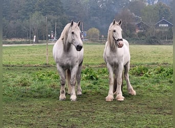 Shire Horse, Gelding, 5 years, 19 hh, White