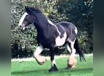 Shire Horse, Gelding, 5 years