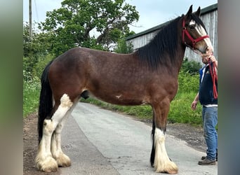 Shire Horse, Gelding, 5 years